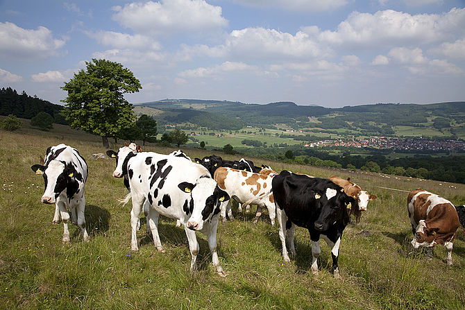Kühe stehen auf einer großzügigen Weidefläche. Im Hintergrund sind kleine Siedlungen zu erkennen. © Hochschule Geisenheim
