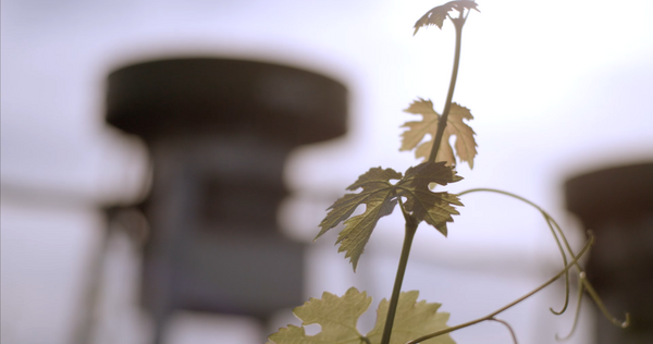 Im Vordergrund ist eine Rebe, im Hintergrund die Forschungsanlage FACE zu sehen. © Hochschschule Geisenheim