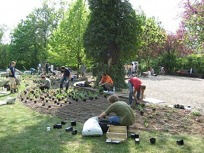Studenten beim Bepflanzen