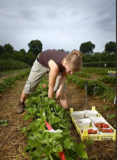 Frau beim Erdbeeren ernten