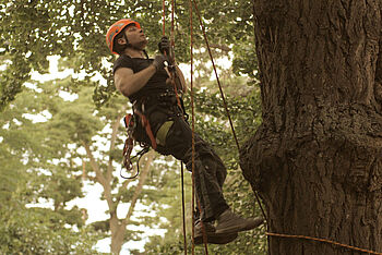 Ein junger Mann klettert mit professioneller Ausrüstung auf einen Baum. © Hochschule Geisenheim
