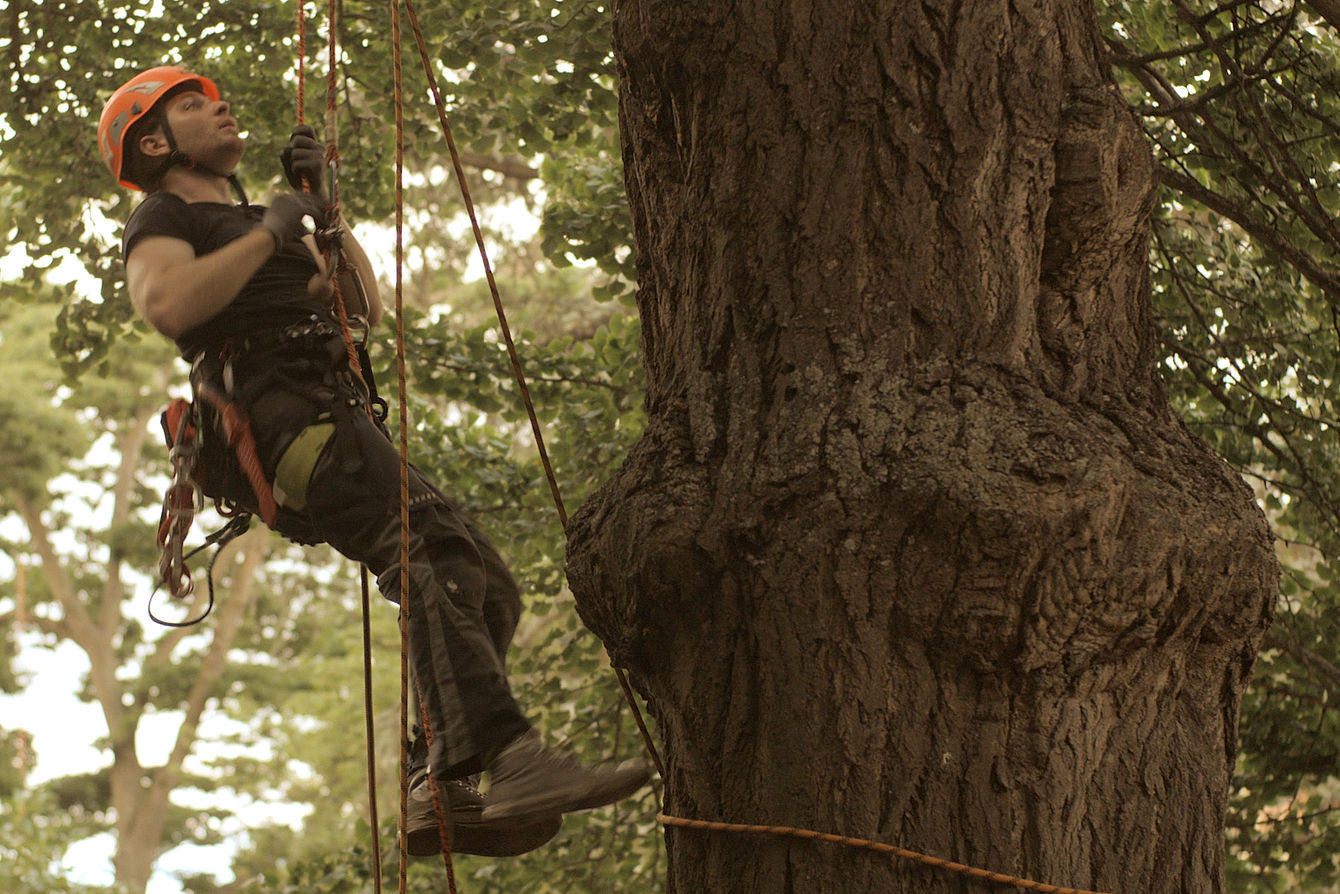 Ein junger Mann klettert mit professioneller Ausrüstung auf einen Baum. © Hochschule Geisenheim