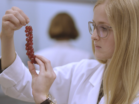 Eine junge Frau im weißen Laborkittel zupft einzelne Johnnisbeeren von einer Rispe. © Hochschschule Geisenheim