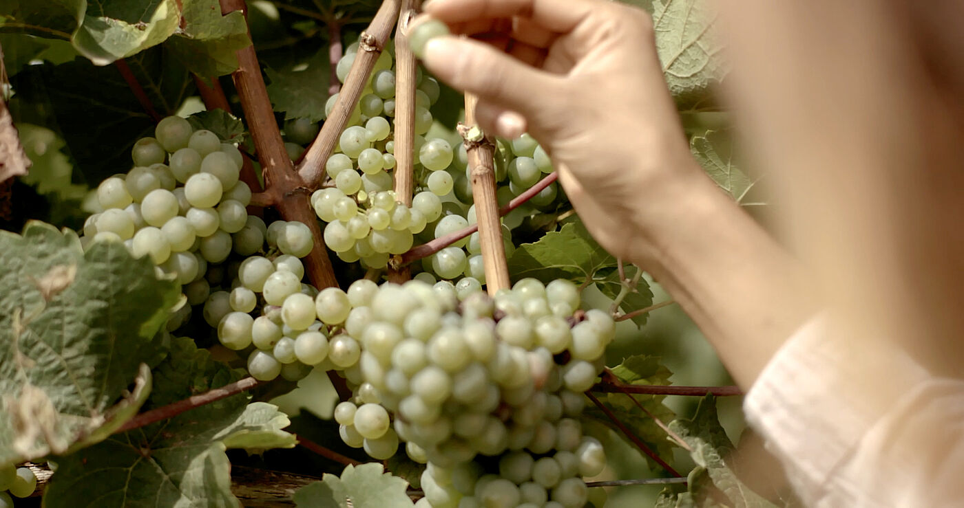 Eine Hand pflückt eine Beere aus einer Weintraube, die noch am Rebstock hängt. © Hochschule Geisenheim