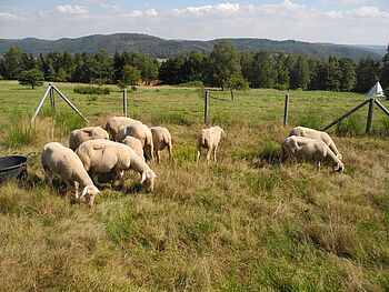 Grasende Schafe als Naturschutz-Maßnahme auf einer Wiese
