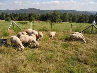 [Translate to English:] Grasende Schafe als Naturschutz-Maßnahme auf einer Wiese