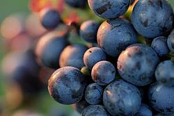 Trauben Nahaufnahme