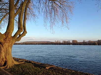 Abendstimmung am Rheinufer in Geisenheim