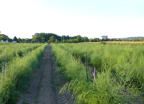 Irrigation experiment with Asparagus in Ingelheim