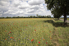 Naturschutz mit der Landwirtschaft: Ackerwildkräuter im Dinkelacker © Hochschule Geisenheim