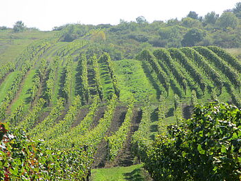 Blick in einen Weinberg