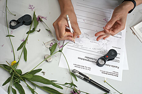 Eine Person notiert etwas auf einem Blatt Papier, daneben liegen eine Lupe und Pflanzenteile © Hochschule Geisenheim / ppsstudios.com