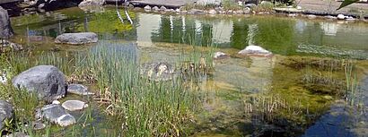 Schwimmteich