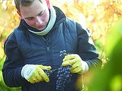 Student mit Trauben und Schere in der Hand