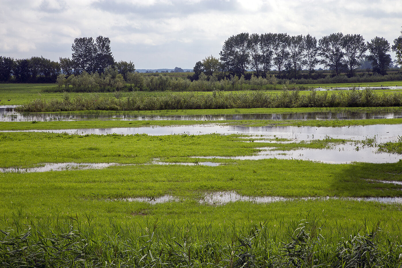 Wiesenvernässung als Ausgleichsmaßnahme © Hochschule Geisenheim