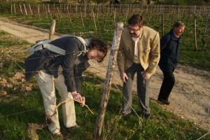 Männer im Weinberg