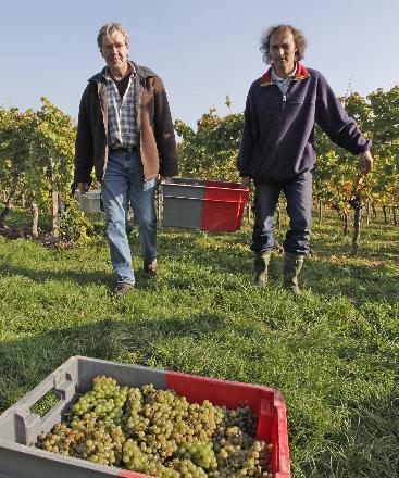 Stefan Muskat (links) und Peter Böhm bei der Lese