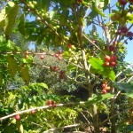 leider nur eine Handvoll waren reif