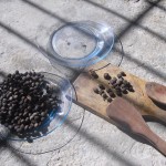 getocknete Kaffeekirschen vor dem Schälen