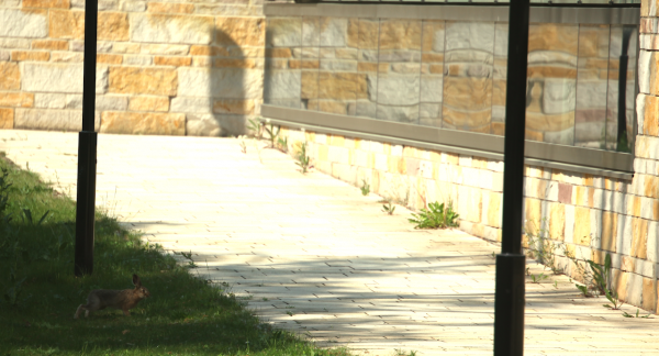 Hase auf dem Campusgelaende
