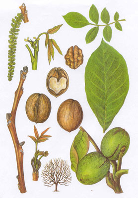 Pflanzen Abbildung