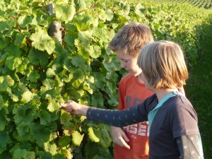 Kinder im Weinberg 
