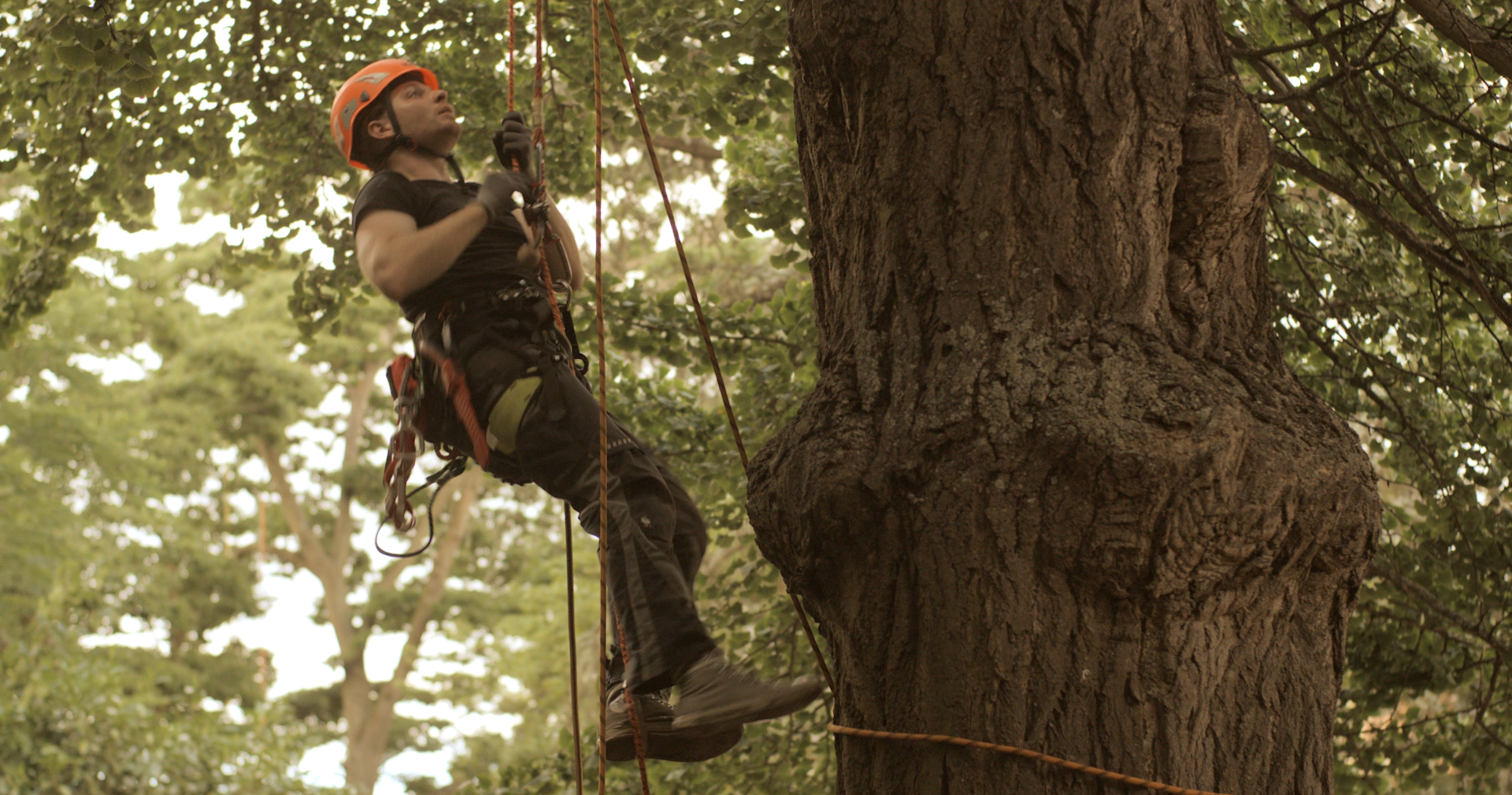 Ein junger Mann mit professioneller Ausstattung klettert in einen Baum. © Hochschschule Geisenheim