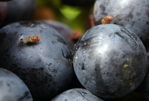 Hochschule Geisenheim