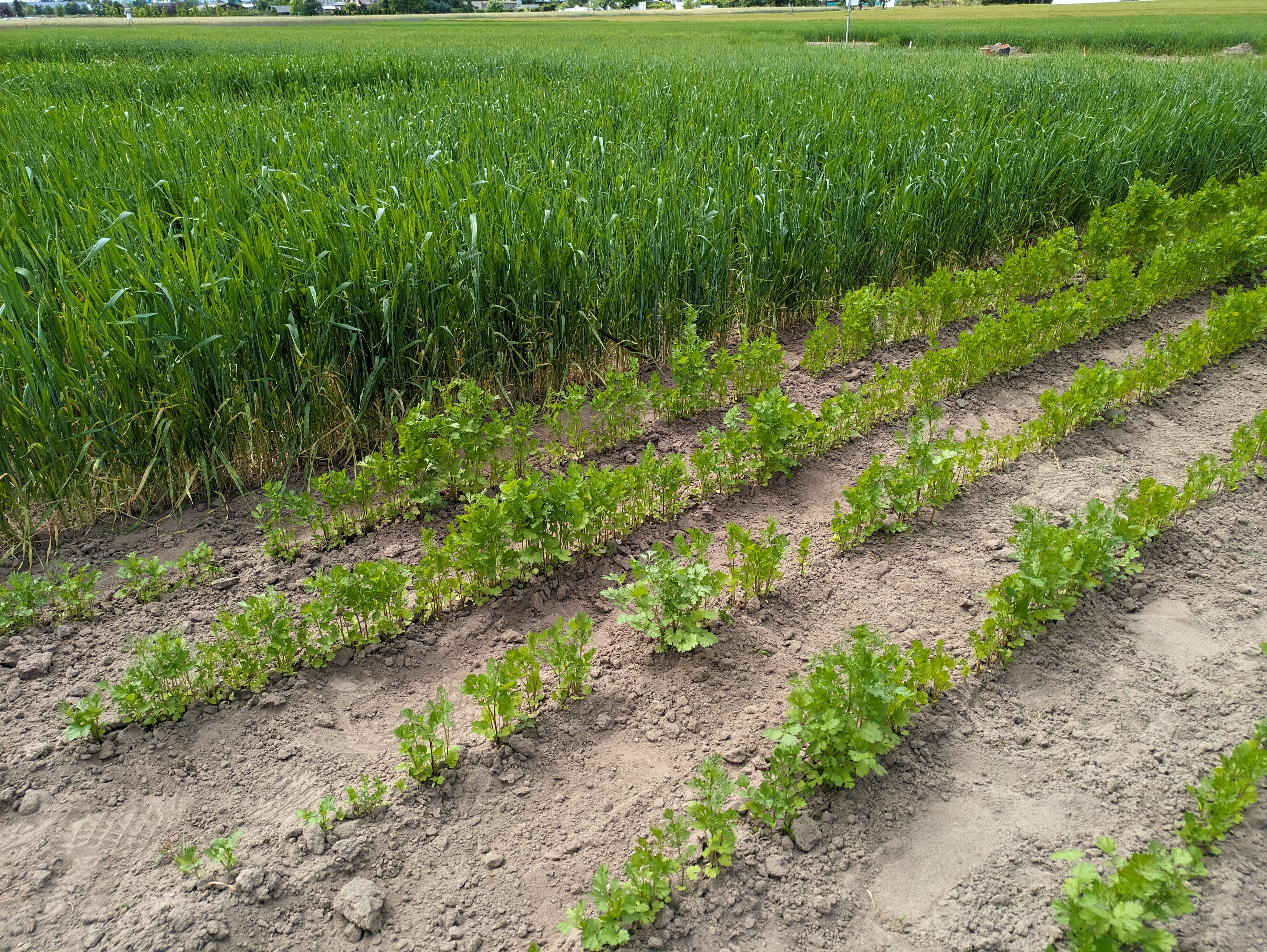 Hochschule Geisenheim