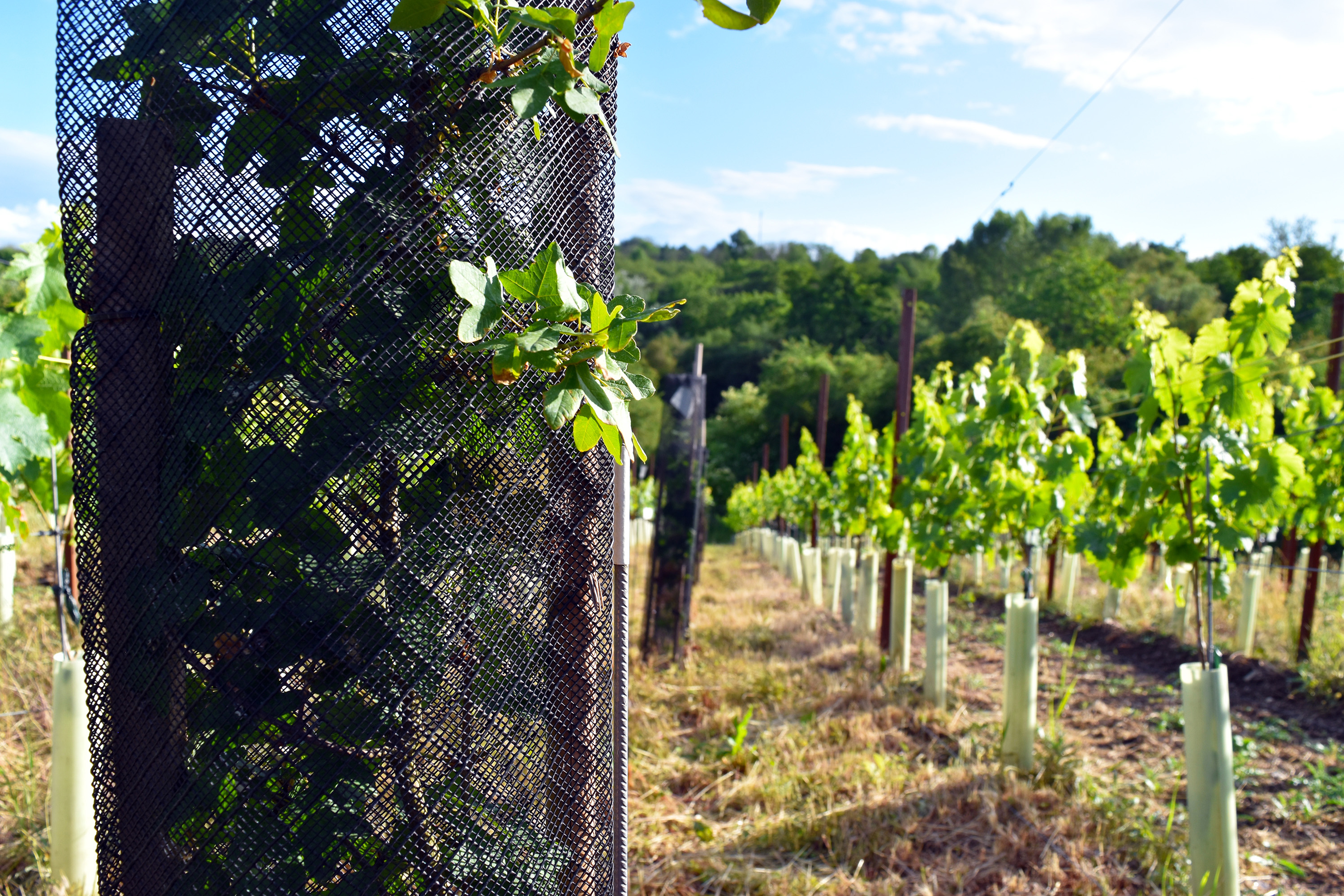 Hochschule Geisenheim