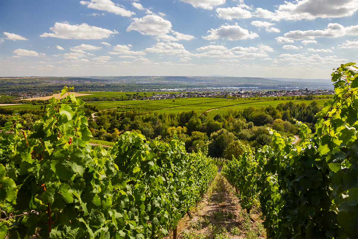 Hochschule Geisenheim